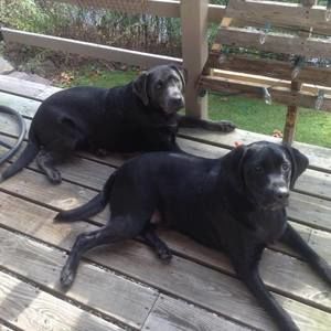 Meet your Posher, Pat